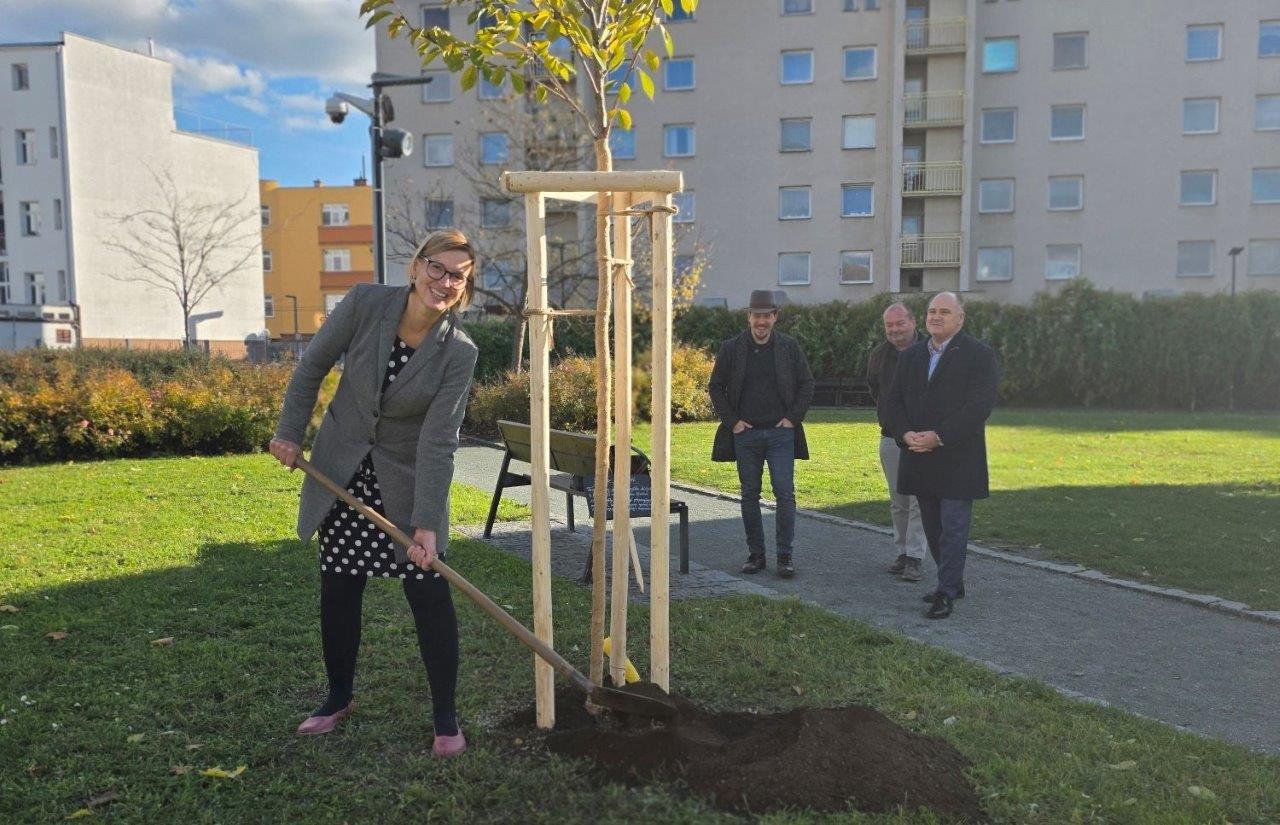Sakura přátelství – dar Náchoda Hradci Králové k 800. výročí